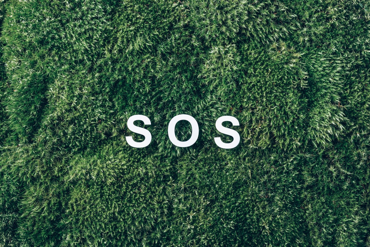 Word SOS on Moss, Green Grass Background. Top View. Copy Space. Banner. Biophilia Concept. Natural Backdrop. Environmental Pollution, save the Nature Concept